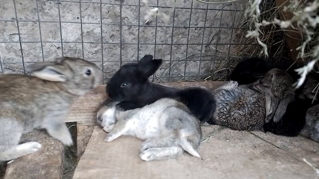 Мальнкие кролики смотреть онлайн