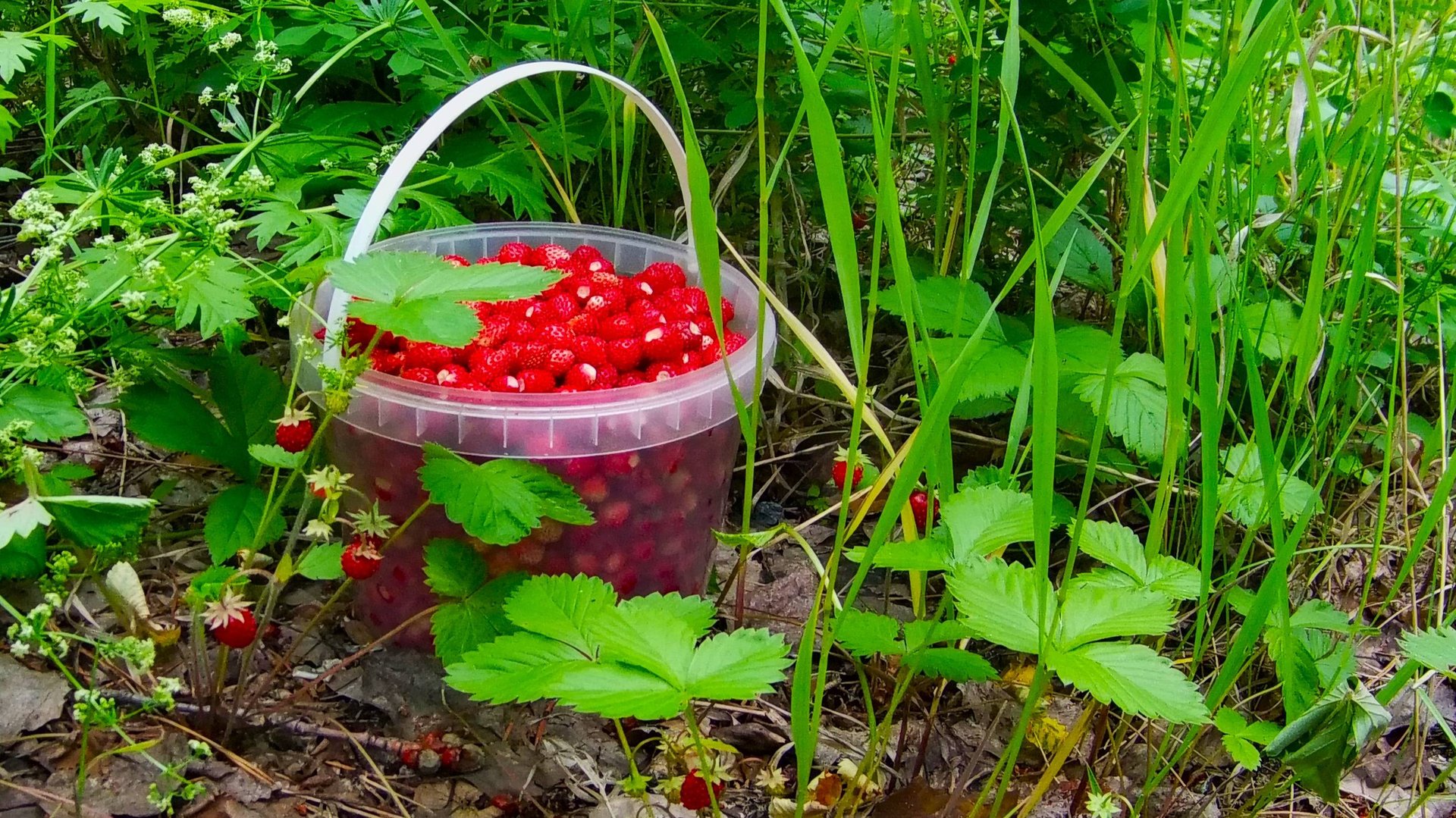 Ура, пошла лесная земляника! После пожаров восстанавливается лес. смотреть онлайн