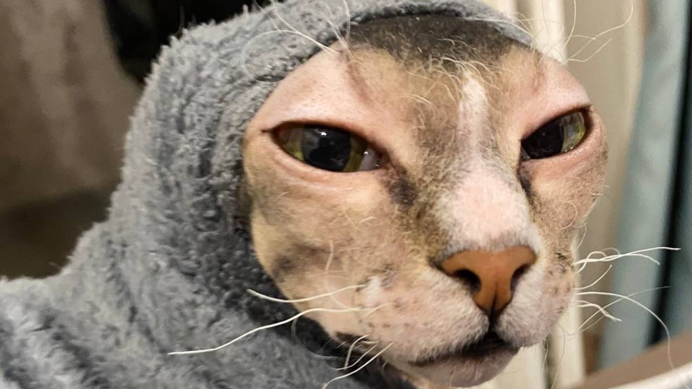 Кошка приносит брошенный ей кусочек огурца словно собака. Пушистая и лысый друг