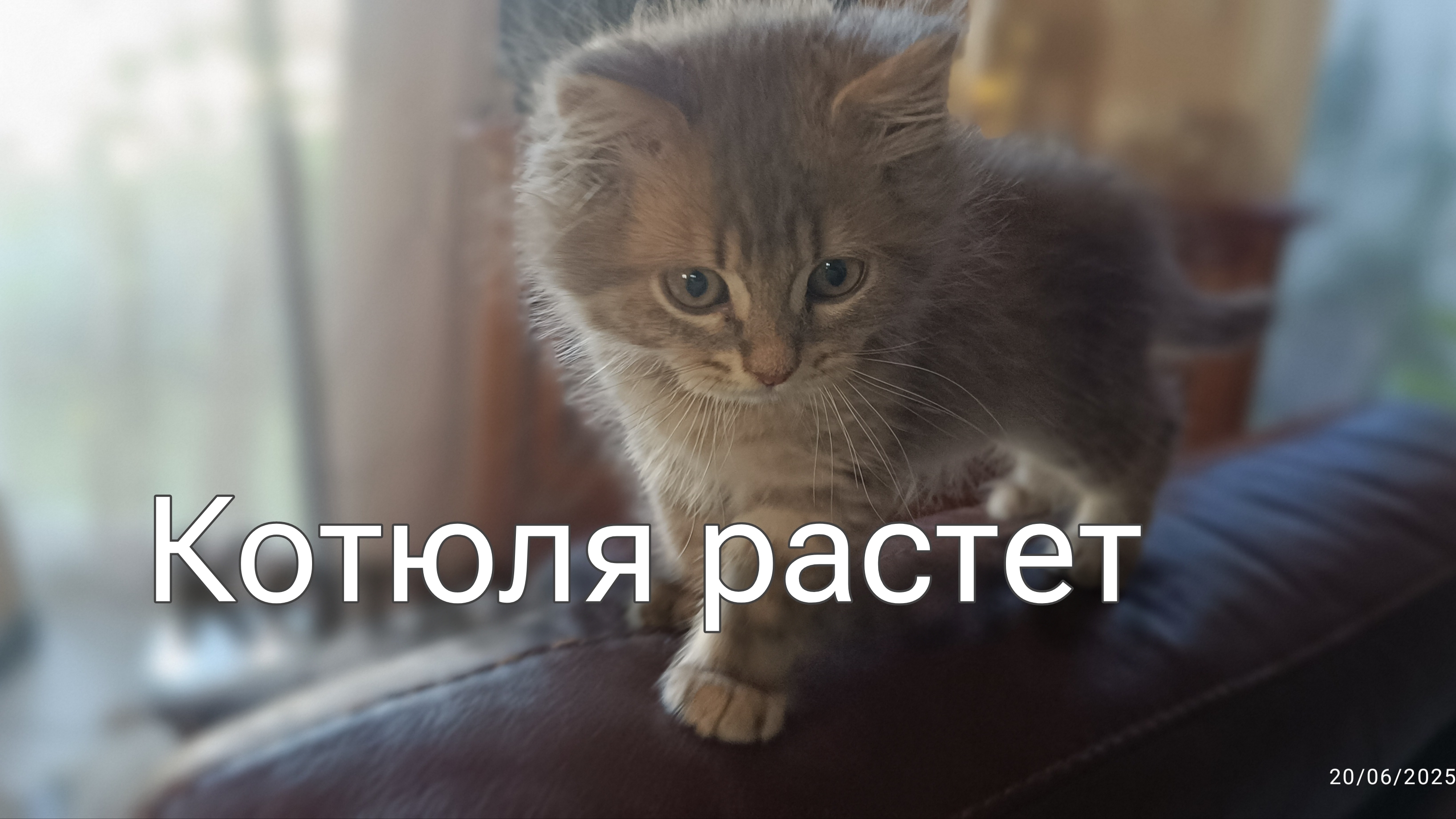 Жара, петанк, котик. смотреть онлайн