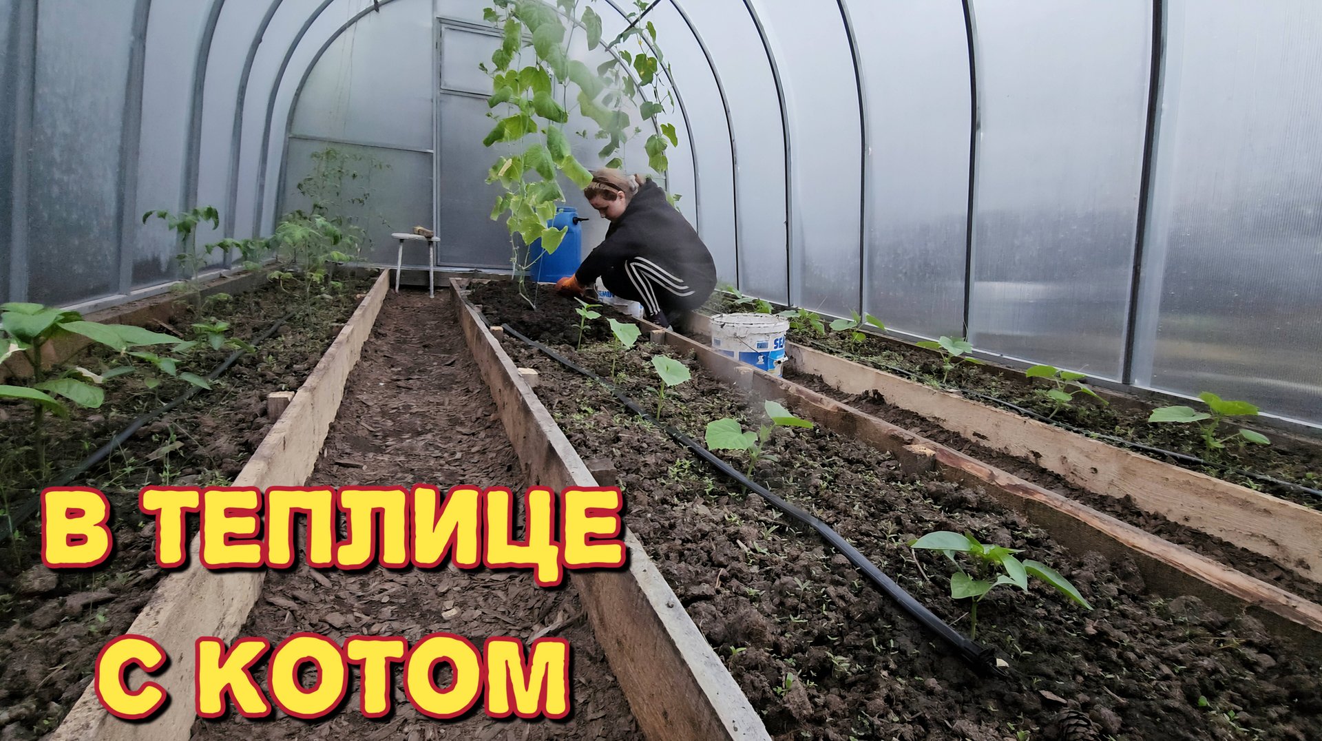 Они бы там погибли/очень странные/она сбежала/я очень этому рада. смотреть онлайн