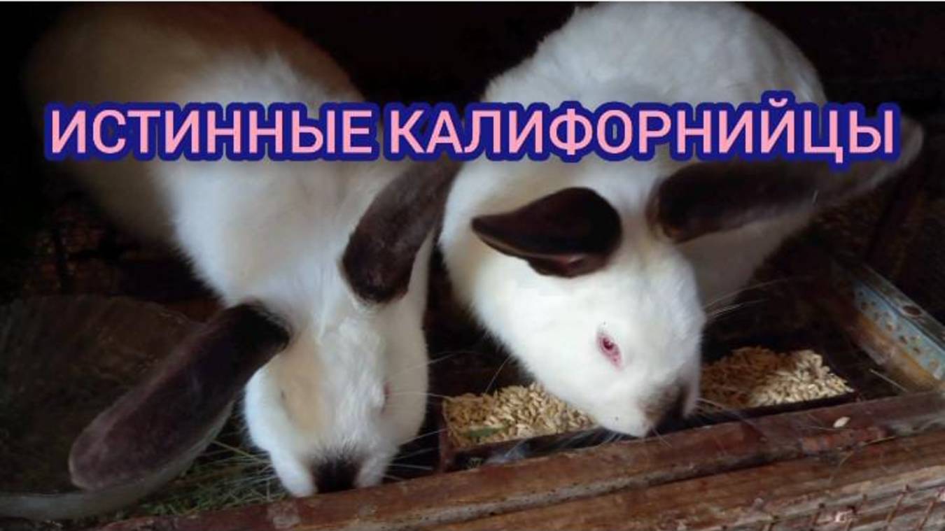 Продолжаем знакомство. смотреть онлайн