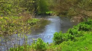 ПРИРОДА. ЛЕС.РЕКА / Футаж