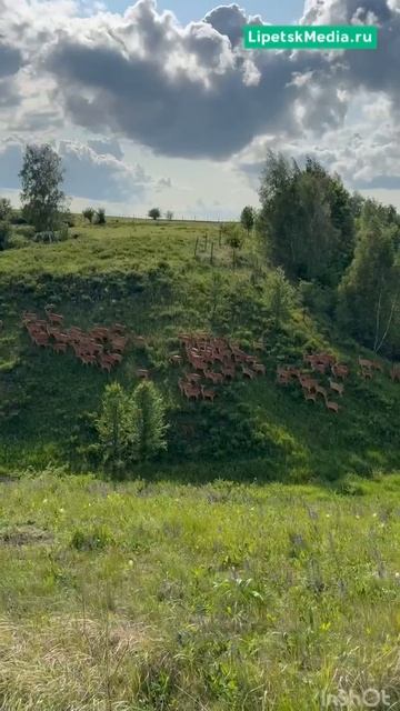 стая оленей в природном парке "Олений" Краснинского района Липецкой области.mp4