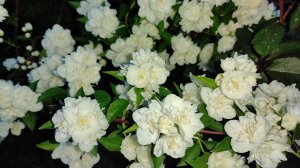 Где можно посмотреть все видео о ротанге, цветам, саде и огороде? #сайт #flowers #ротанг #garden