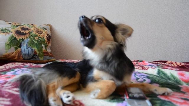 Чихуахуа Мася - певец.