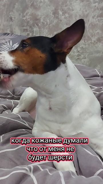 Когда думали, что от тебя не будет шерсти. Майкимайк. Майкомка .Собака улыбака