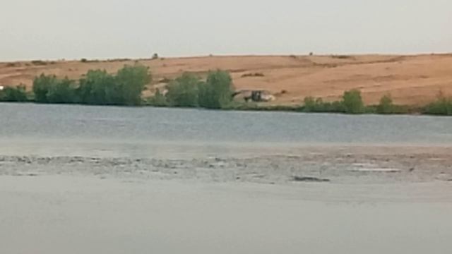 Сазан крупный нерестится