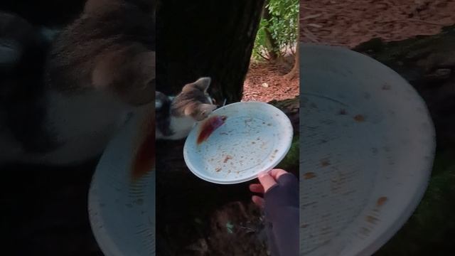 кормим котика смотреть онлайн