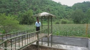 My Bushcraft. Строительство бамбукового моста и хижины, автономная ферма. Часть 2.