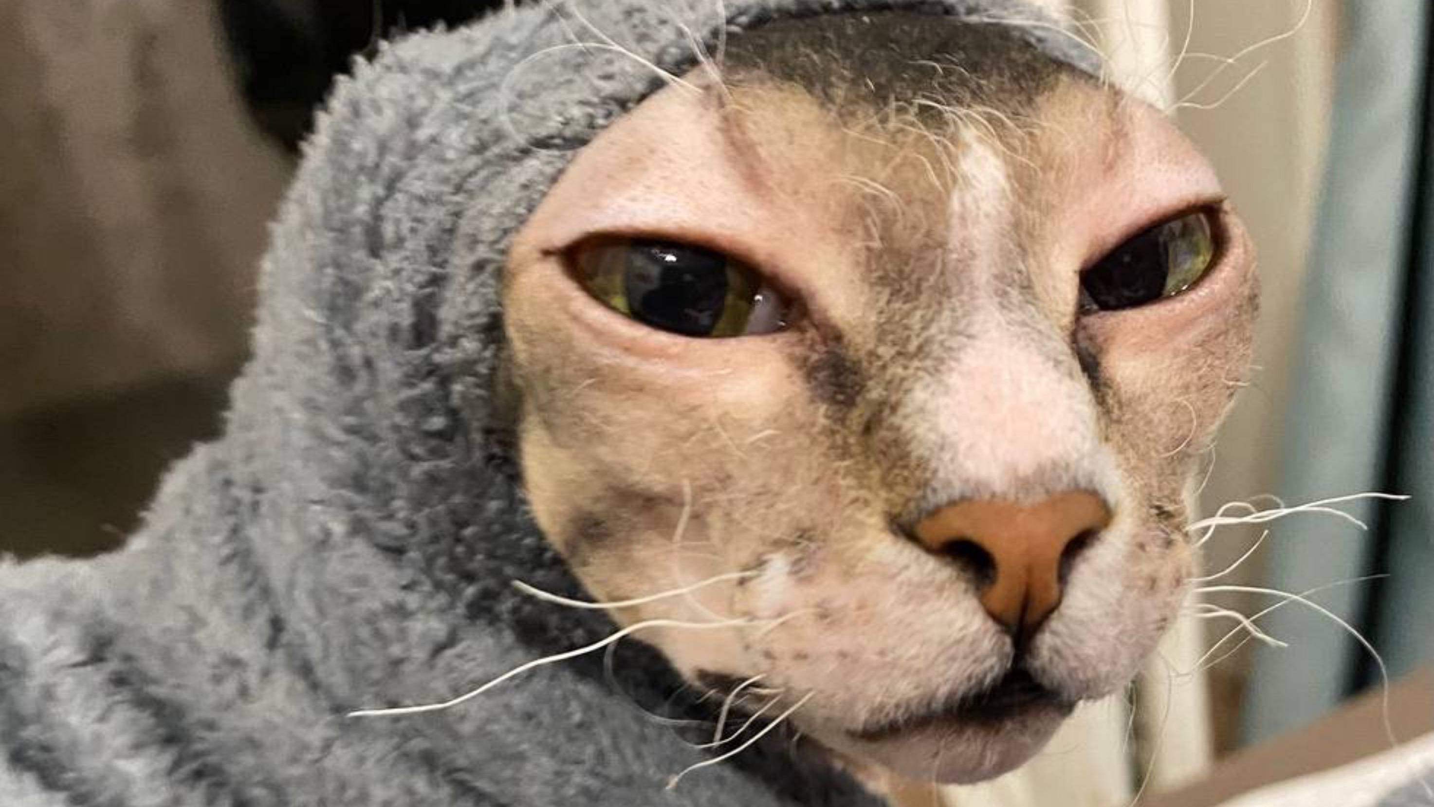 Балдеет летом на солнышке. Пушистая и лысый друг