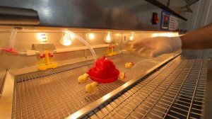 Брудерное помещение