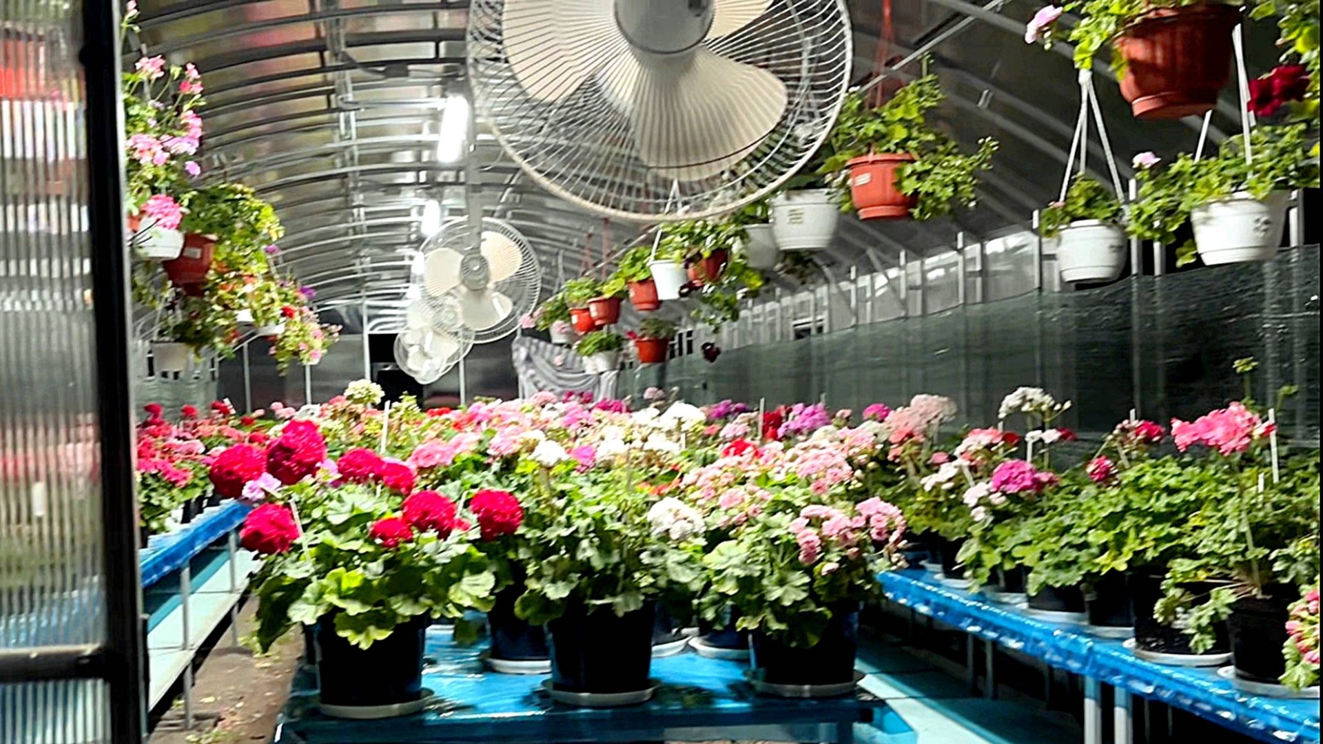 Ночной обзор цветущих пеларгоний. Часть вторая. 21.06.2025 смотреть онлайн