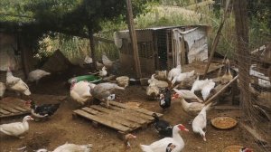 Птичник, птицы, утята, яйца