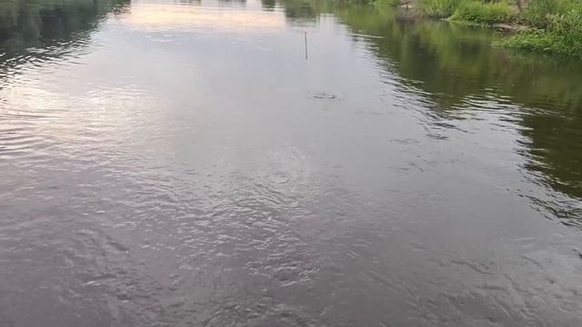 .ЛОДКА .Мотор ФЛЭЙЗЕР 4,0..Рыбалка НА ГОН..Голавль прет..дождь замучил.