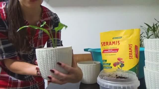 Пересаживаю цветы в грунт Seramis смотреть онлайн