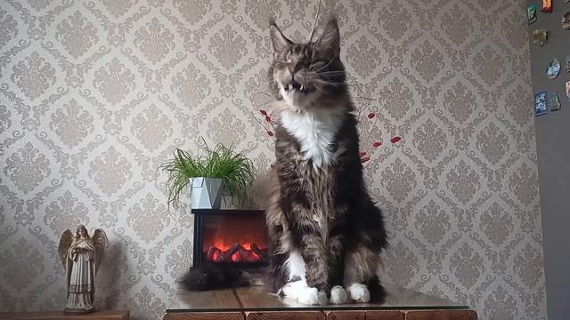 Мейн-кун🐯 История аборигенной породы 🐅 🌲 смотреть онлайн