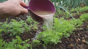 Подкормите этим морковь летом и увидите какой крупной и ровной она вырастет.