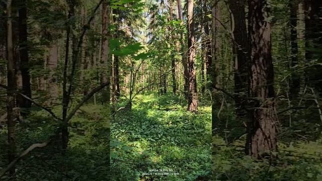 Прогулка в подмосковном лесу 16.06.2025 смотреть онлайн