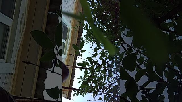 челендж кислота