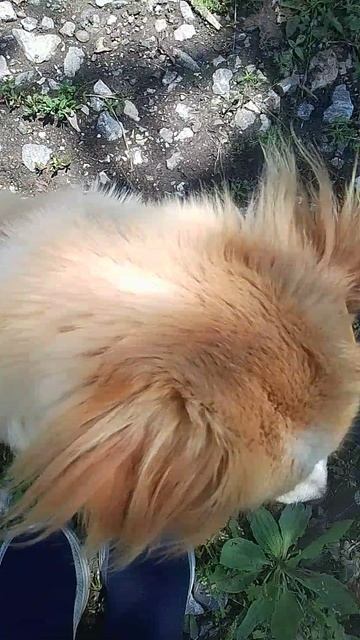 Шира собака моя