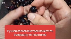 Ручной способ быстрее почистить смородину от хвостиков