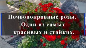 Почвопокровные розы. Одни из самых красивых и стойких.
