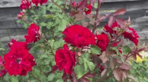 Роза Ротер Корсар, Роза Ани дюпрей, Роза Розариум Ютерсен.