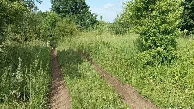 мои медоносы. 22 июня 2025 года. Татария. смотреть онлайн