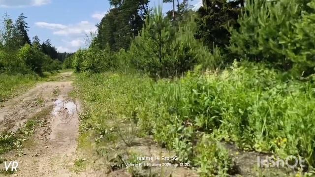 Прогулка в подмосковном лесу #23 16.06.2025 смотреть онлайн