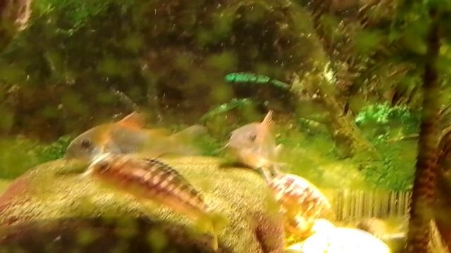 Ваньковские хищники