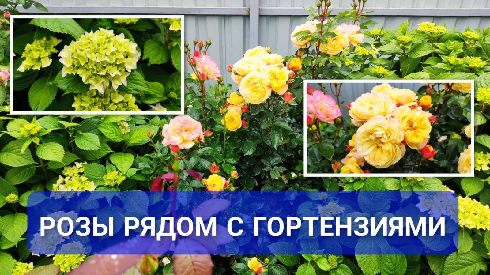 Дружит ли роза с гортензией? Можно ли выращивать розы рядом с гортензиями и как они растут вместе? смотреть онлайн