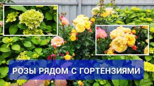 Дружит ли роза с гортензией? Можно ли выращивать розы рядом с гортензиями и как они растут вместе?