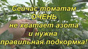 🍅 Спасаем томаты! Что делать прямо сейчас, чтобы не потерять урожай