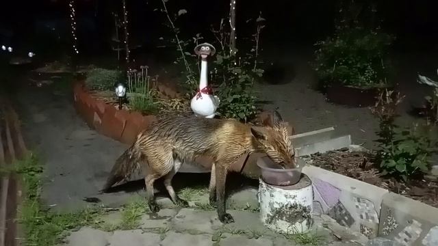 (1046) Лиса приходит в гости. Июнь 2025 смотреть онлайн