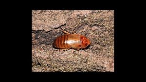 Инфразвук от Тараканов +300% Ультразвук частота-от насекомых Катушки Мишина Матрица Гаряева