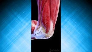 Анатомия коленного сустава_3D