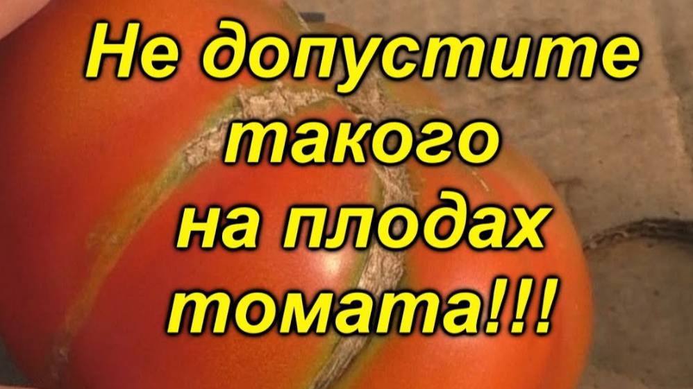 Почему трескаются томаты. Полный разбор причин и эффективные решения. смотреть онлайн
