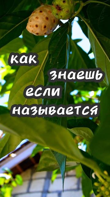 #вонючка #vlog #shorts