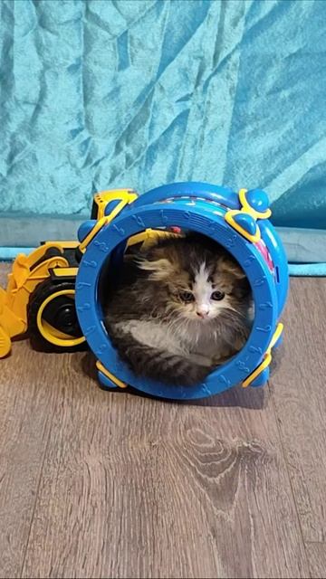 Забавный котенок внутри барабана. #котята #шорты 4k смотреть онлайн