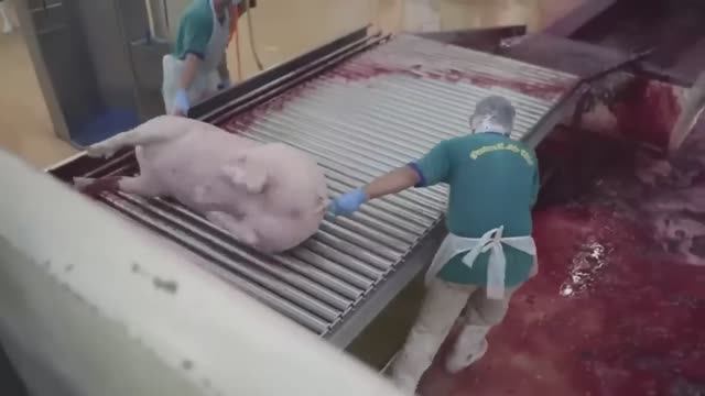 ВНУТРИ МЯСОКОМБИНАТА ПО ПРОИЗВОДСТВУ СВИНИНЫ 🐖 | ПРОЦЕСС ПРОМЫШЛЕННОГО ПРОИЗВОДСТВА 🏭