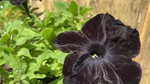 Петуния сорт Черный бархат