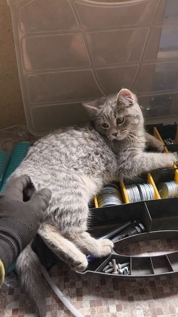 Кошка сторож.mp4