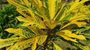 Кротон: Тропическая феерия цвета в вашем доме!😍