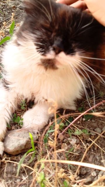 обзор на Маню