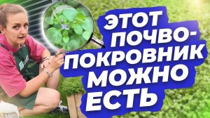 ПОЧВОПОКРОВНИК МЯТА МИНИ МИНТ