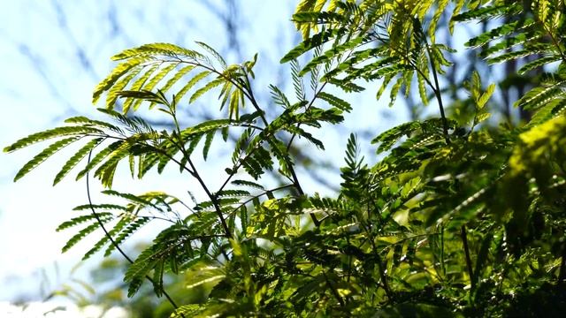 Relaxio Tube | Great Video For Relaxing And Spring Mood | Relax | Ambient | Calm