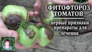 Как и чем я остановила фитофтору на своих томатах