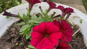 Петхоа Beautical Bordeaux (Бьютикал бордо)