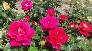 Розы, Обзор проблемных. Благодарность от души🙏🏻🙏🏻🙏🏻